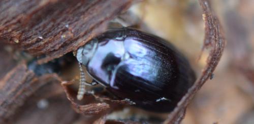 Réf. 334 294 : Platydema violacea